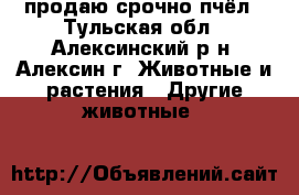 продаю срочно пчёл - Тульская обл., Алексинский р-н, Алексин г. Животные и растения » Другие животные   